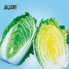 [庭院种子] 秋播大白菜种子 "黄健70" 商品缩略图1