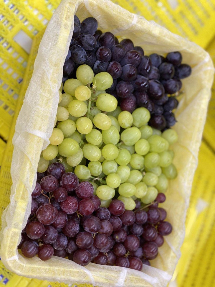 周六秒杀三色葡萄口感香甜细腻自带香气让人惊艳入口化成一汪蜜