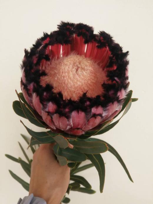 “杨月季”品牌——公主（红宝石） 商品图1