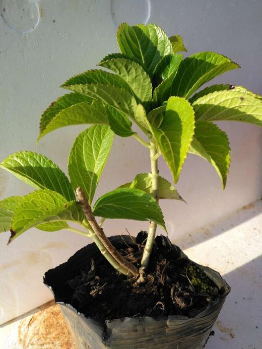 苗:"杨月季"绣球花苗,苗龄2年