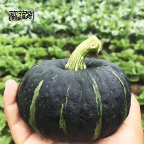 [庭院种子]  贝贝南瓜种子