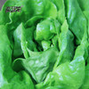 [庭院种子] 绿色奶油生菜种子 "绿蝶" 商品缩略图1