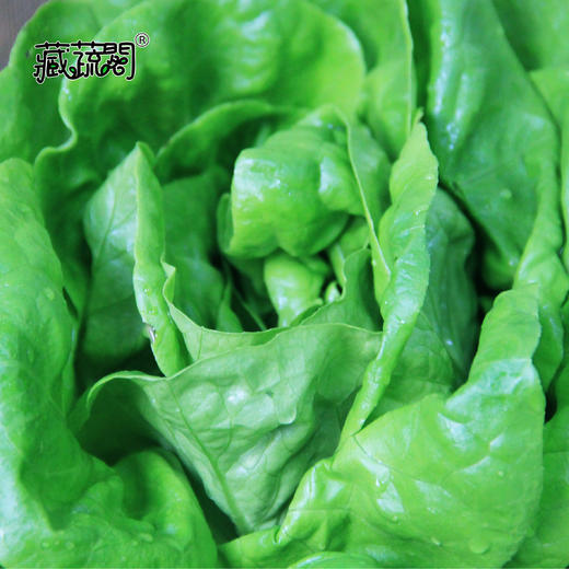 [庭院种子] 绿色奶油生菜种子 "绿蝶" 商品图1