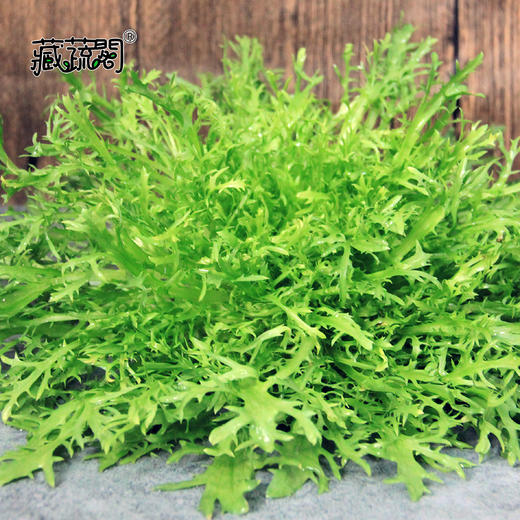 [庭院种子]  "小叶苦苣"生菜种子 商品图1