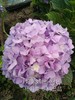 苗：”杨月季”绣球花苗，苗龄2年 商品缩略图1