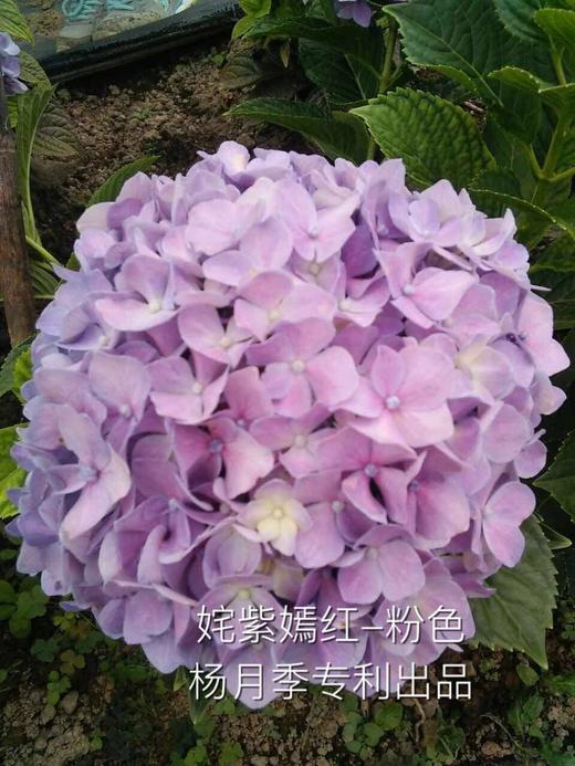 苗：”杨月季”绣球花苗，苗龄2年 商品图1