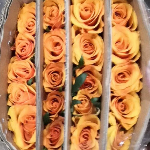 玫瑰 辉煌 B级 商品图2