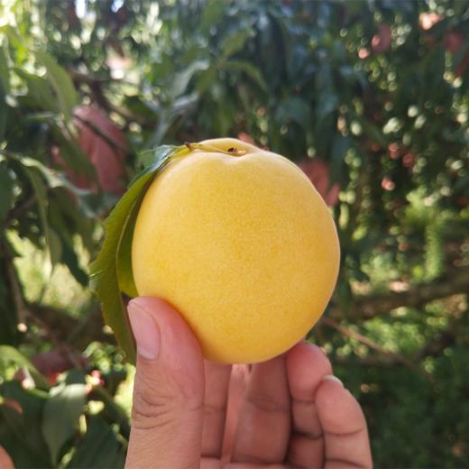 XZG-炎陵黄桃 特大5斤/箱～55元 中大5斤/箱～48元 商品图1