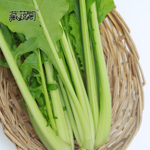 [庭院种子] 小松菜种子 "安藤早生" 商品图1