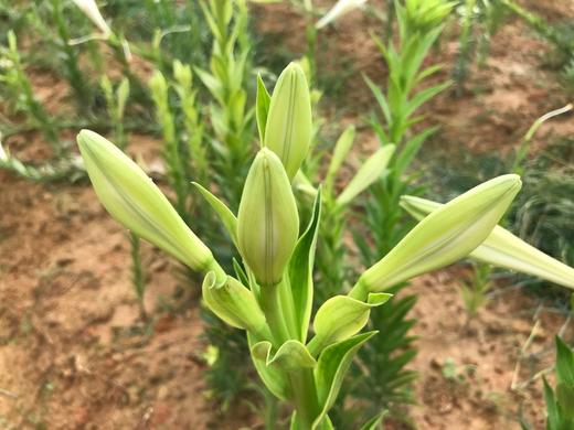 百合干200g 龙牙百合 煮水 煲汤 煮粥 商品图2