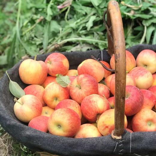 新疆阿克苏嘎啦苹果8斤/件【家庭装70-80mm / 特级果>80mm） 商品图4