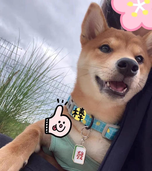 woofcard犬猫定制项圈胸牌款式多可爱身份牌 激活码 商品图7