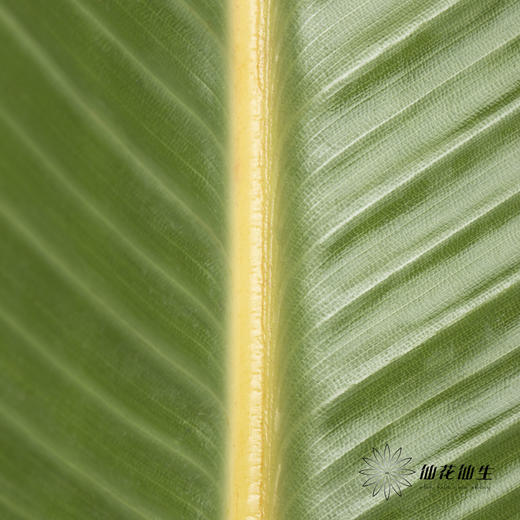 叶材 | 大鸟叶 商品图4