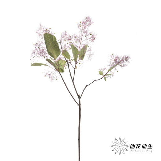 叶材 | 雾中情人 商品图3