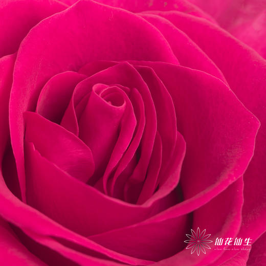 单头玫瑰 | 高盛 商品图2