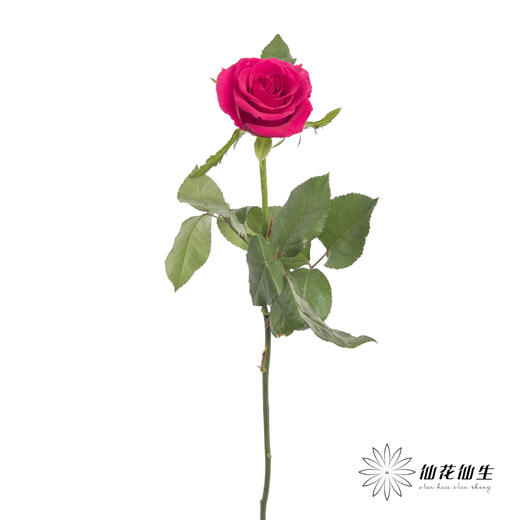 单头玫瑰 | 高盛 商品图4