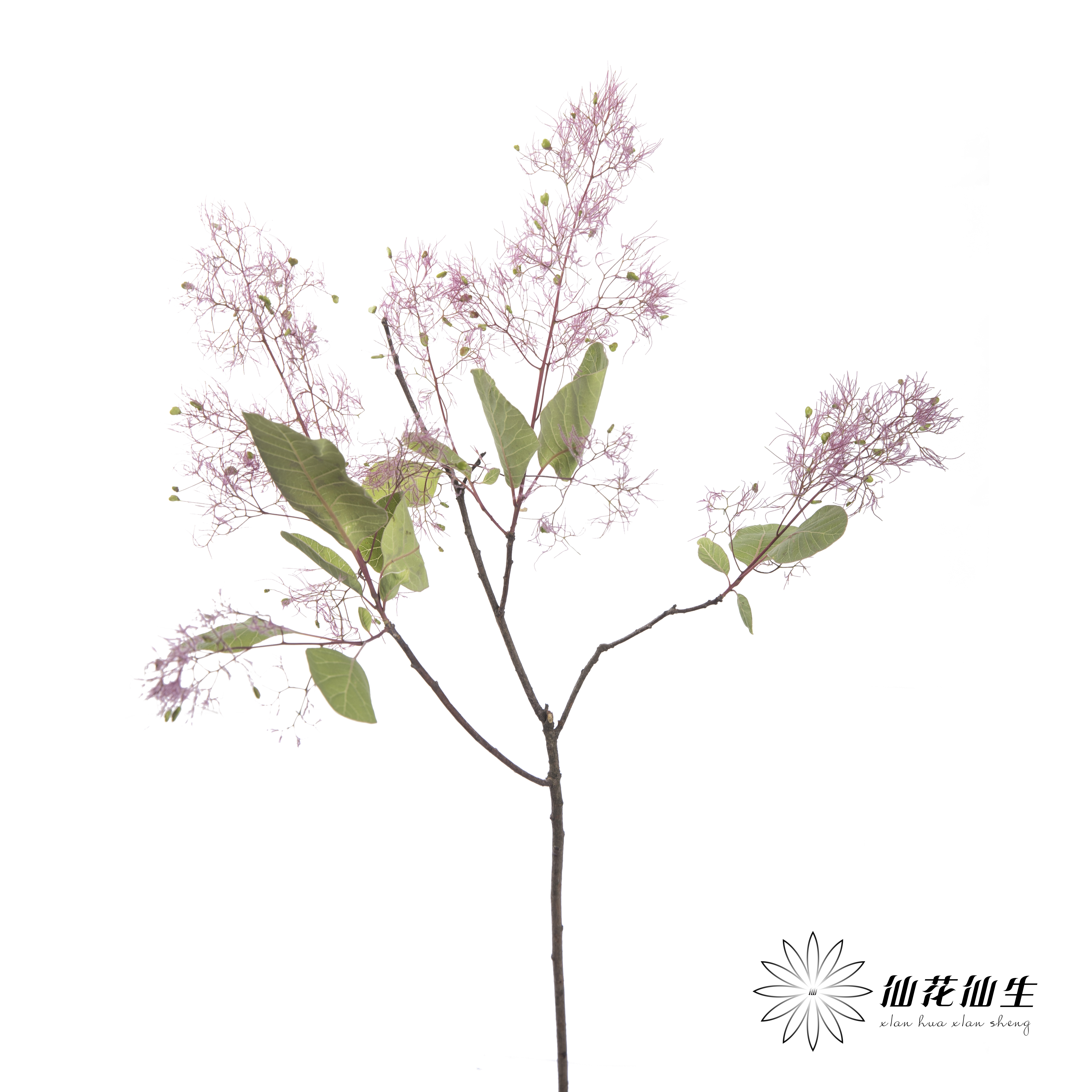 叶材 | 雾中情人