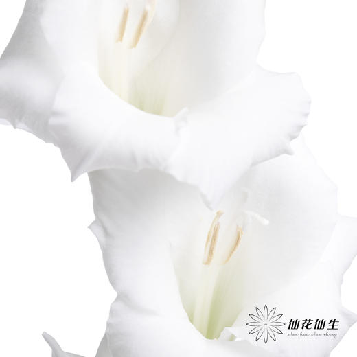 剑兰 | 剑兰白色 商品图2