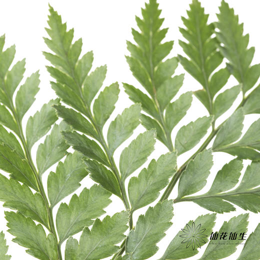 叶材 | 高山羊齿 商品图2