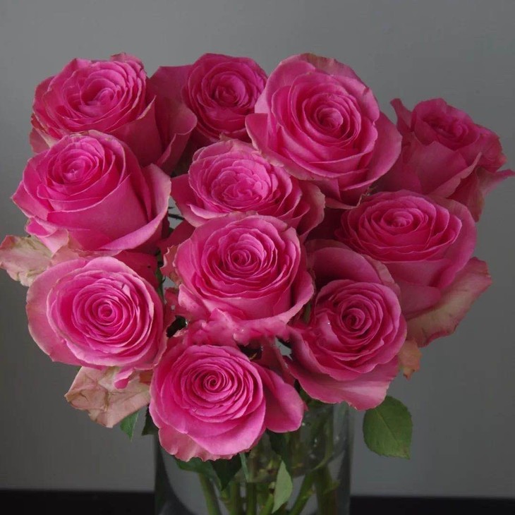 【逸禾】昆明优质新品玫瑰-至爱,夏天花头没有冬天大,江浙沪皖顺丰