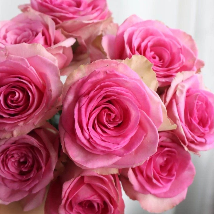 【逸禾】昆明优质新品玫瑰-至爱,夏天花头没有冬天大,江浙沪皖顺丰