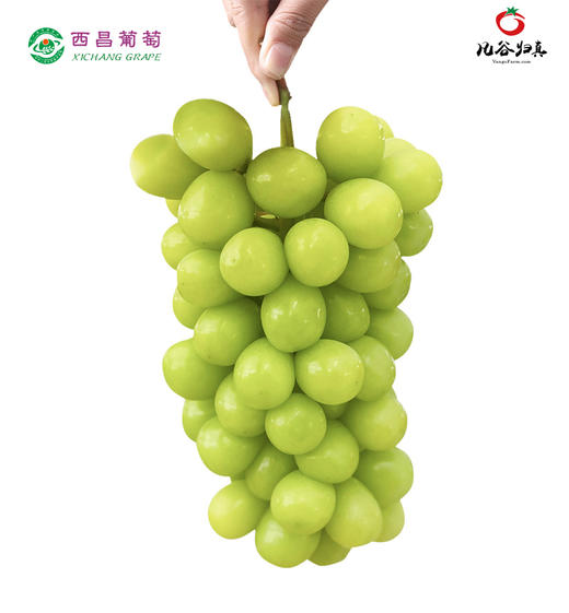 顺丰发货西昌晴王葡萄阳光玫瑰葡萄23斤尊享款