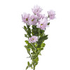 小菊 | 薰衣草「季节原因颜色偏深,介意慎拍」 商品缩略图1