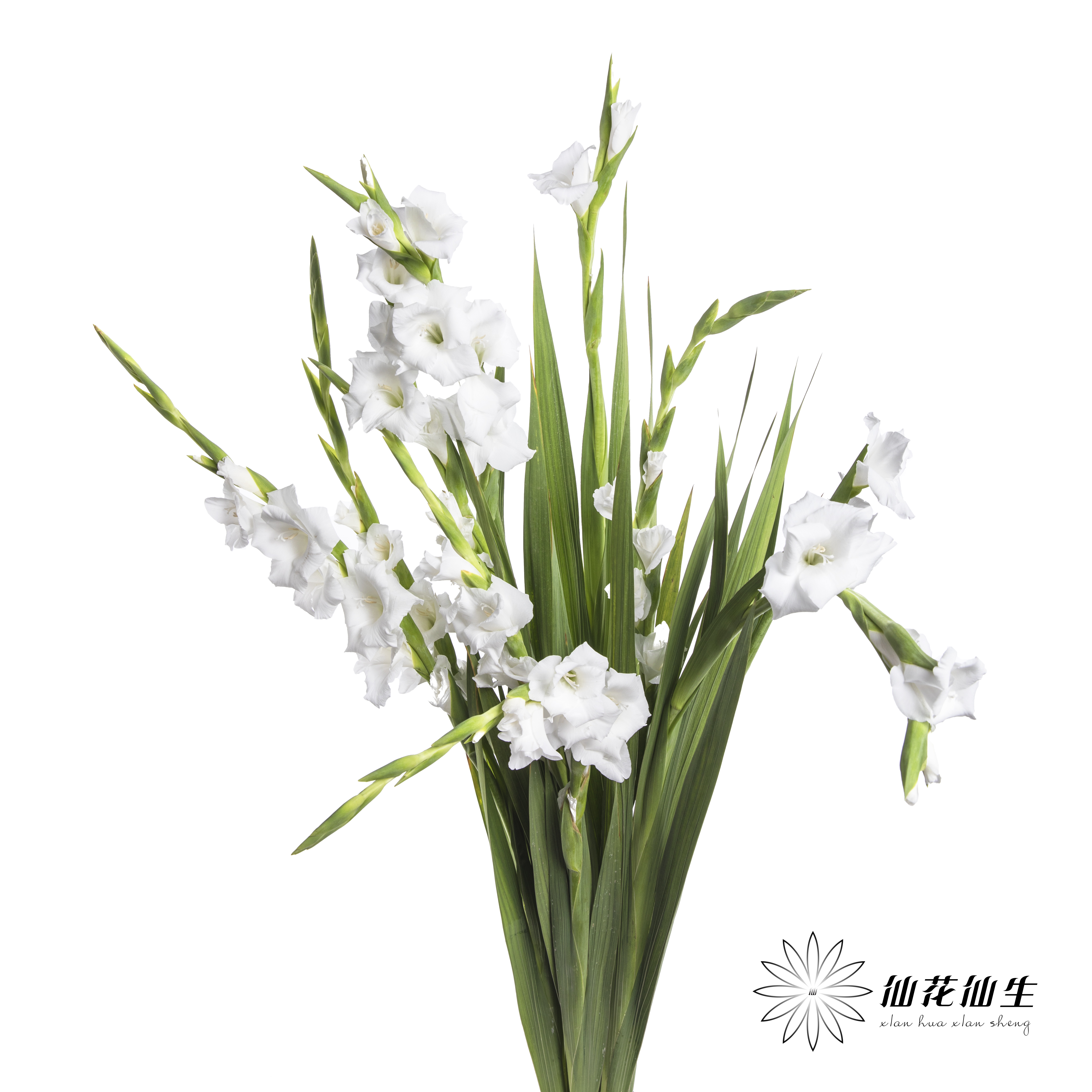 剑兰 | 剑兰白色