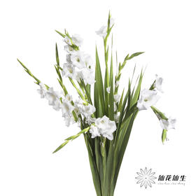 剑兰 | 剑兰白色