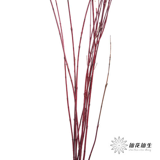 叶材 | 红瑞木 商品图2