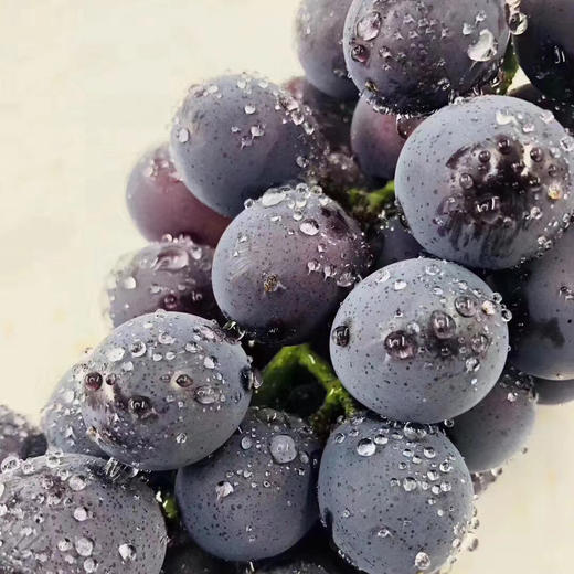 推荐这款好吃的藤语葡萄，连挑剔的女儿都说“这个葡萄太好吃了！甜炸🍇无敌暴力甜，个头大，掉粒少，就是典型的巨峰葡萄口感，皮和肉很容易分离，味道很浓‼️ 商品图13