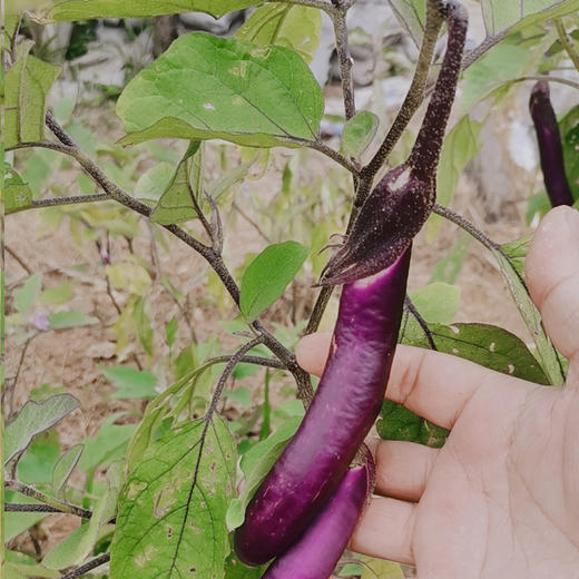 土家紫茄子500g