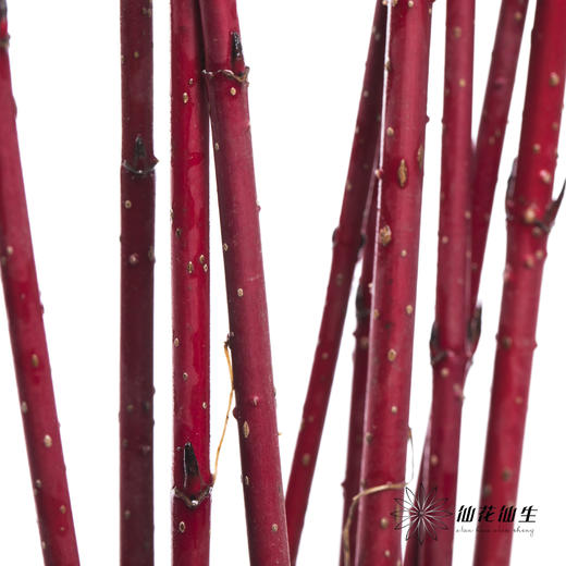 叶材 | 红瑞木 商品图1