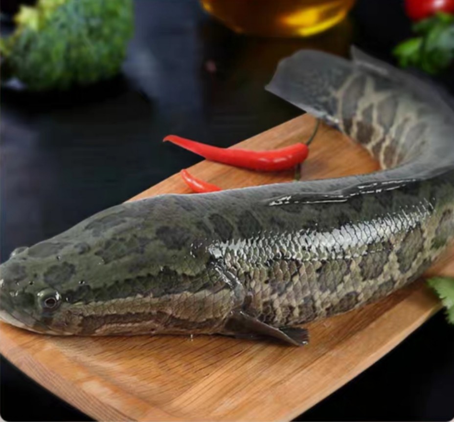 黑鱼肉片精选10斤以上大黑鱼去头去尾去主骨切成肉片煮粥涮火锅方便