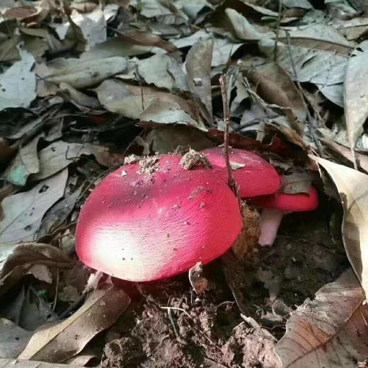 【野生高山红菇】 月子菇 正红菇 标菇 /汤红味甜 营养丰富 老少皆宜/半斤可配礼盒需备注/新货包邮 商品图7