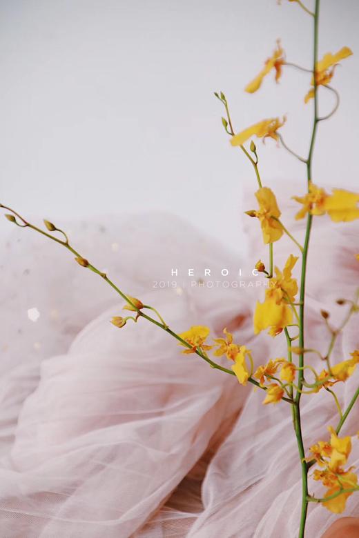 YM奶油纱120*300cm 商品图10