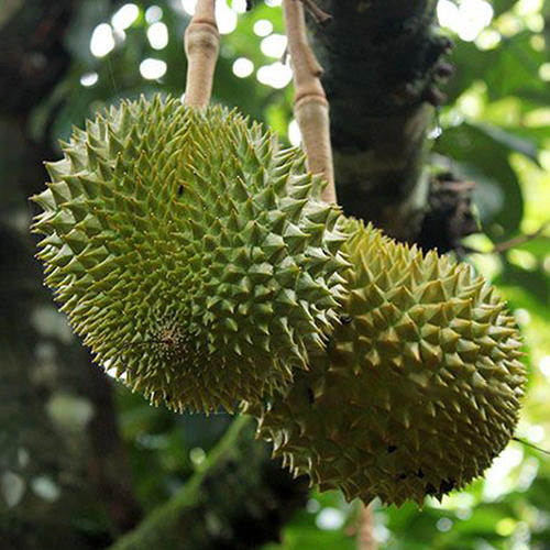 【液氮猫山王榴莲D197】正宗马来西亚进口，液氮整颗极速冷冻，不破坏果肉成分，细腻醇香，冰淇淋般的口感，收到后解冻即可食用。江浙沪皖顺丰包邮~ 商品图3
