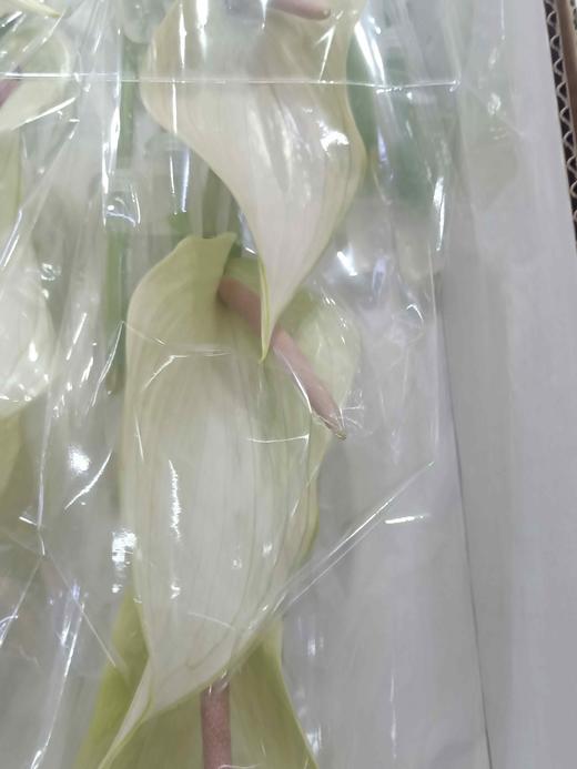 【绿光彩掌】鲁米娜 绿白掌 商品图9