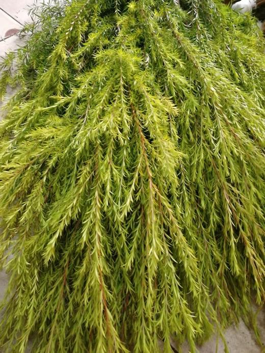 【千层金 】原色 若干枝/扎（秋冬季颜色偏秋色） 商品图11