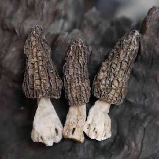 羊肚菌干 | 厨房团队实地溯源 肉质肥厚 干净无杂质 颗颗人工严选 炖汤鲜香味独特 口感爽脆营养高 商品图4