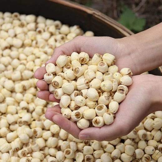 湖北洪湖除芯白莲子  全国包邮 商品图4