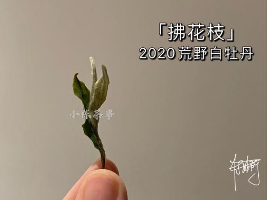 2020荒野牡丹《拂花枝》，老茶友的心仪之选 商品图4