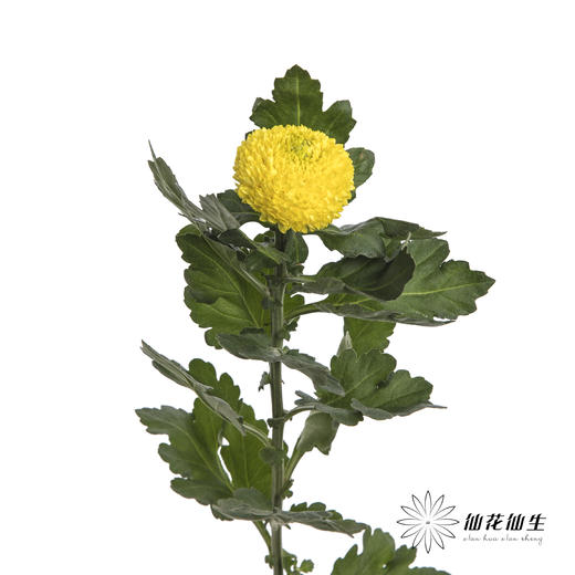 小菊 | 乒乓菊黄色 商品图2