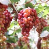 暂时不用~【新疆吐鲁番玻璃脆葡萄】2斤/4斤/8斤，纯甜不掉珠 商品缩略图2