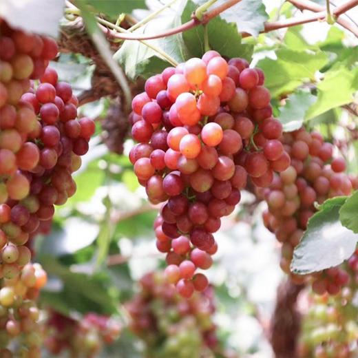 暂时不用~【新疆吐鲁番玻璃脆葡萄】2斤/4斤/8斤，纯甜不掉珠 商品图2