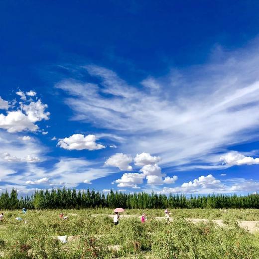 【有机认证枸杞鲜果】青海鲜枸汁（ 30ml*10袋 *5盒） 枸杞果汁 下单再送1盒同款 商品图4