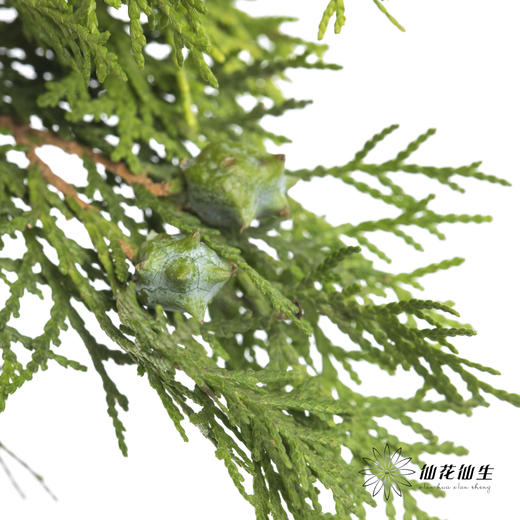 叶材 |  侧柏 商品图2