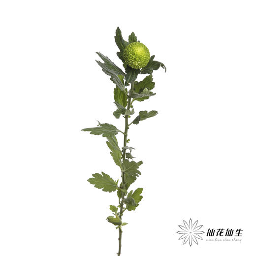 小菊 | 乒乓菊绿色 商品图2