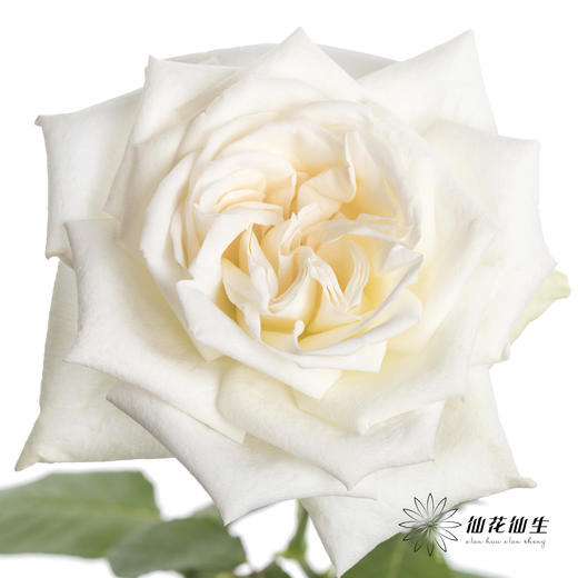 单头玫瑰 | 白色荔枝（轻微机械损伤不需售后，季节影响颜色偏粉，介意慎拍） 商品图5