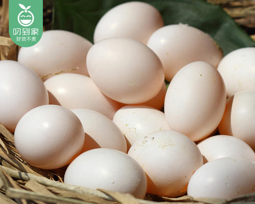 【预售-12月29日配送】农家鸽子蛋/1盒（10枚，共约200g）生产日期：12月28日左右 商品图3